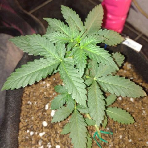 Canna Black Dragon Auto growlog photo: LST completo