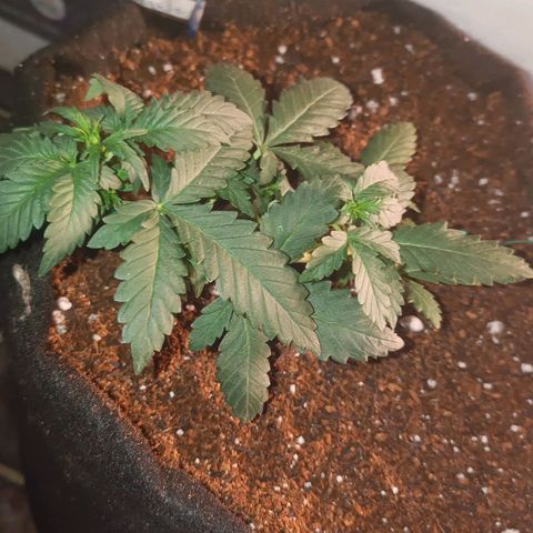 Canna Black Dragon Auto growlog timeline photo