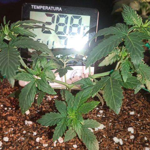 Cinderella 99 Auto  growlog photo: Crescimento a todo vapor! 28 dias de terra