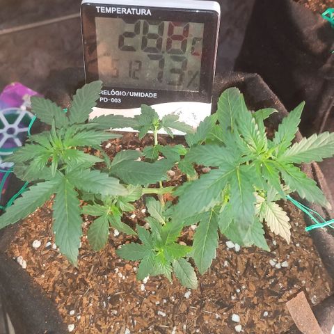 Cinderella 99 Auto  growlog photo: Crescimento a todo vapor! 28 dias de terra