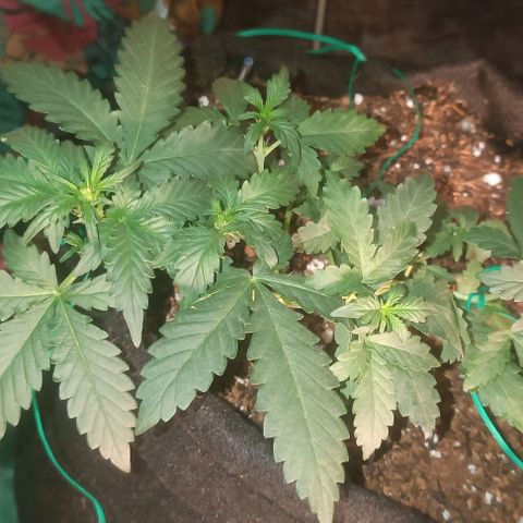 Canna Black Dragon Auto growlog photo: 28 days life
28 dias de vida