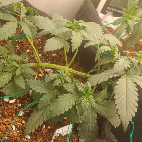 Canna Black Dragon Auto growlog photo: 28 days life
28 dias de vida