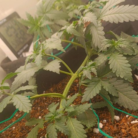 Canna Black Dragon Auto growlog photo: 28 days life
28 dias de vida