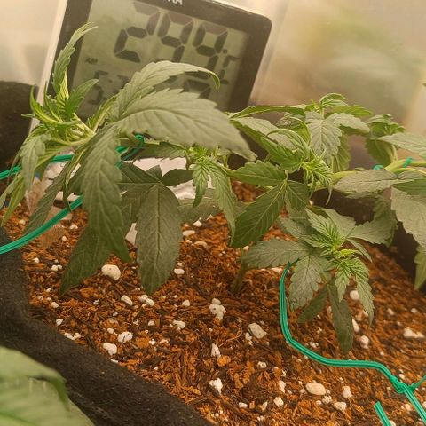 Cinderella 99 Auto  growlog photo: 28 days life
28 dias de vida