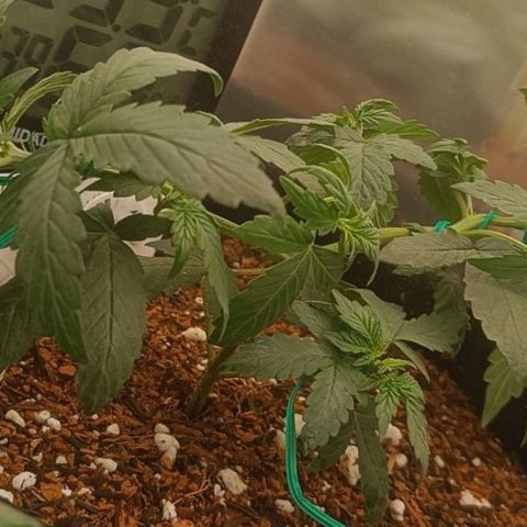 Cinderella 99 Auto  growlog photo: 28 days life
28 dias de vida