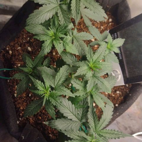 Cinderella 99 Auto  growlog timeline photo