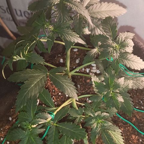 Canna Black Dragon Auto growlog timeline photo