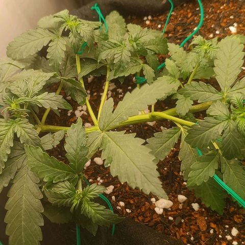 Canna Black Dragon Auto growlog timeline photo