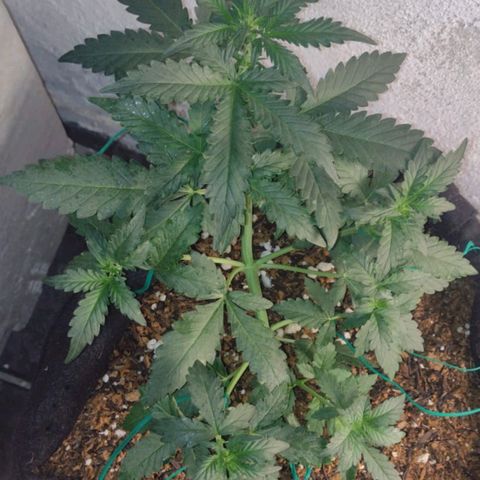 Canna Black Dragon Auto growlog timeline photo