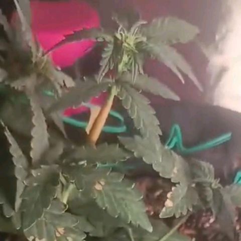 Canna Black Dragon Auto growlog photo: a small accident, the branch broke in an LST attempt... 
Um pequeno acidente, o galho quebrou em uma tentativa de LST
Floração COMEÇOU 🌸🌼🌺
flowering has BEGUN 🌸🌼🌺