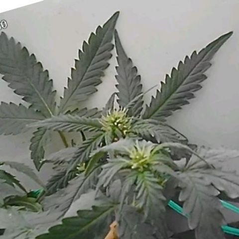Canna Black Dragon Auto growlog photo: a small accident, the branch broke in an LST attempt... 
Um pequeno acidente, o galho quebrou em uma tentativa de LST
Floração COMEÇOU 🌸🌼🌺
flowering has BEGUN 🌸🌼🌺