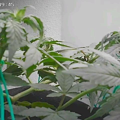 Cinderella 99 Auto  growlog photo: Flowering has begun, healthy plant.. 🌸🌼🌺
Floração começou, planta saudável 🌸🌼🌺