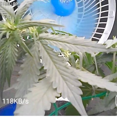 Cinderella 99 Auto  growlog photo: Flowering has begun, healthy plant.. 🌸🌼🌺
Floração começou, planta saudável 🌸🌼🌺