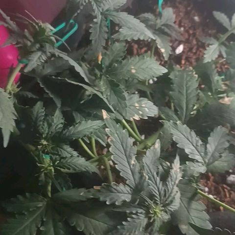 Canna Black Dragon Auto growlog timeline photo
