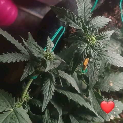 Canna Black Dragon Auto growlog timeline photo