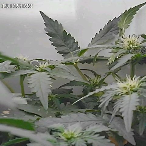 Canna Black Dragon Auto growlog photo: The branch that broke is healthy, it will survive
One week of flowering🌺
O galho que quebrou está saudável, vai sobreviver
Uma semana de floração 🌺