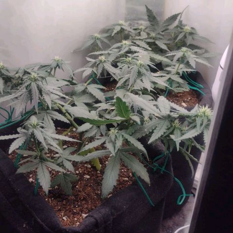 Cinderella 99 Auto  growlog photo: Atualização