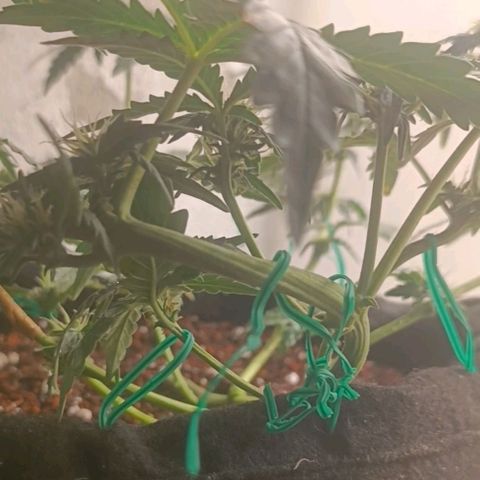 Canna Black Dragon Auto growlog timeline photo