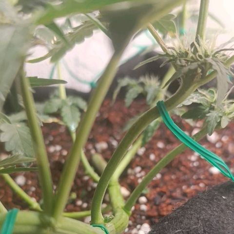 Canna Black Dragon Auto growlog timeline photo