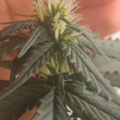 Canna Black Dragon Auto growlog timeline photo