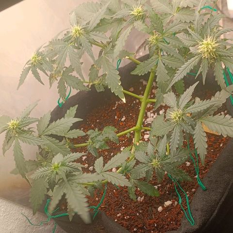 Canna Black Dragon Auto growlog timeline photo