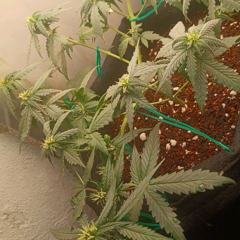 Cinderella 99 Auto  growlog timeline photo