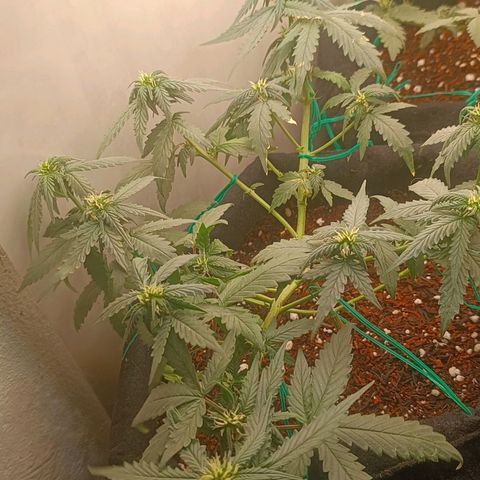 Cinderella 99 Auto  growlog timeline photo