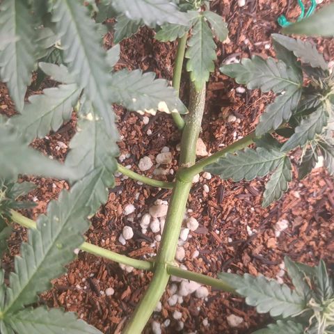 Canna Black Dragon Auto growlog timeline photo