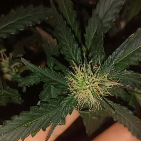 Canna Black Dragon Auto growlog timeline photo