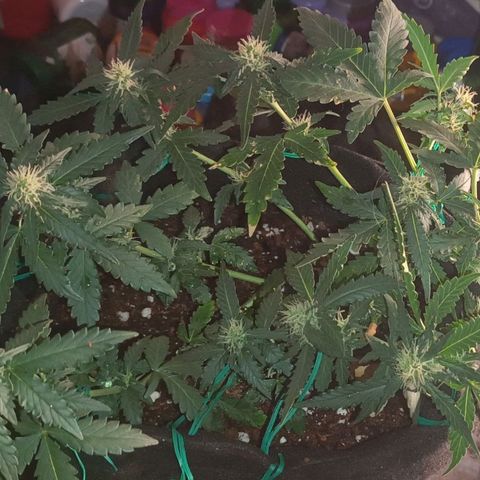 Canna Black Dragon Auto growlog timeline photo