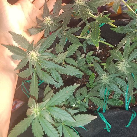 Canna Black Dragon Auto growlog timeline photo