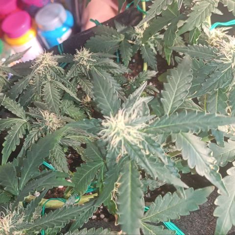 Canna Black Dragon Auto growlog timeline photo
