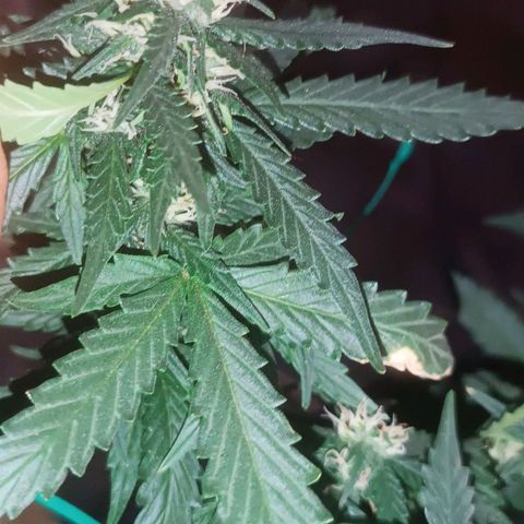 Canna Black Dragon Auto growlog timeline photo