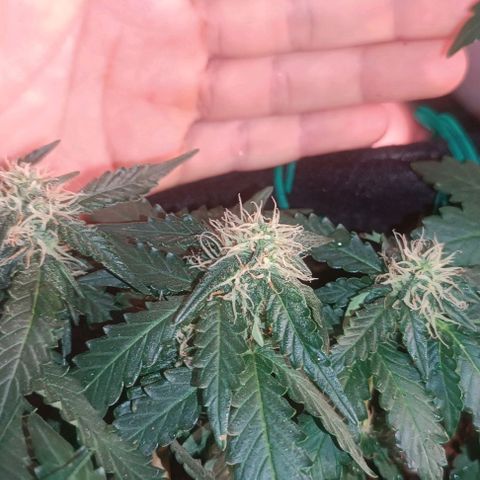 Canna Black Dragon Auto growlog timeline photo