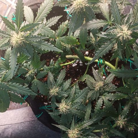 Canna Black Dragon Auto growlog timeline photo