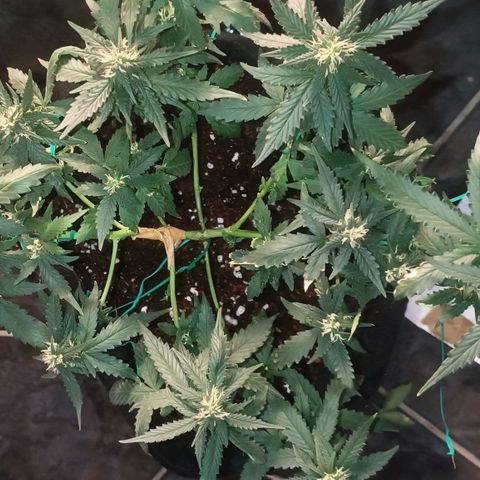 Cinderella 99 Auto  growlog timeline photo