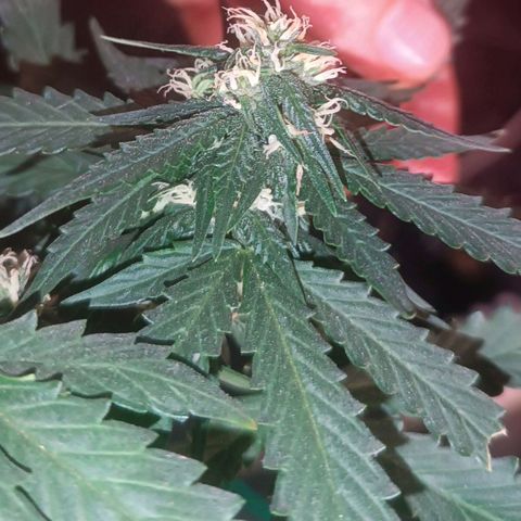 Cinderella 99 Auto  growlog timeline photo