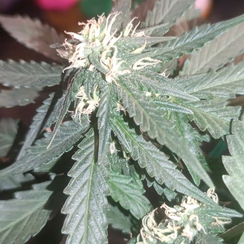 Cinderella 99 Auto  growlog timeline photo
