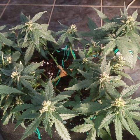 Cinderella 99 Auto  growlog timeline photo