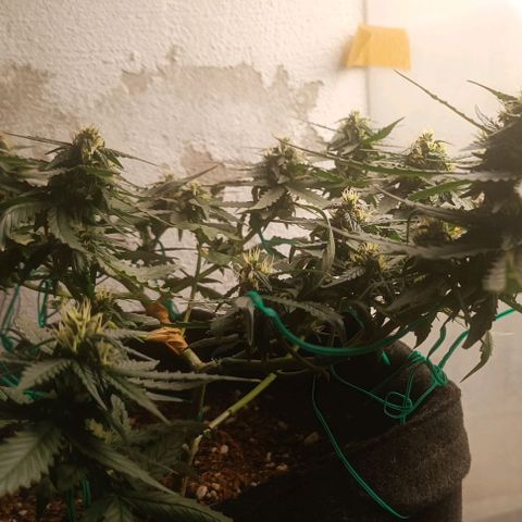 Cinderella 99 Auto  growlog timeline photo