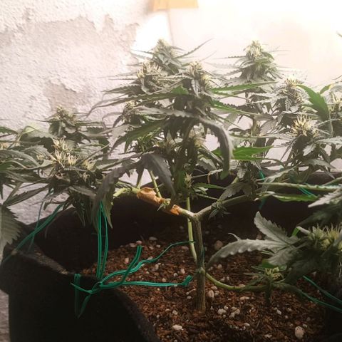 Cinderella 99 Auto  growlog timeline photo