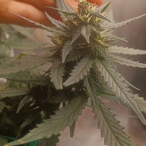 Cinderella 99 Auto  growlog timeline photo