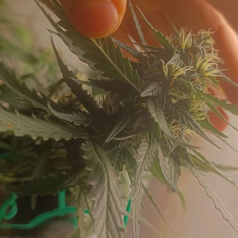 Cinderella 99 Auto  growlog timeline photo