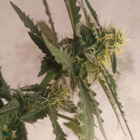 Canna Black Dragon Auto growlog timeline photo
