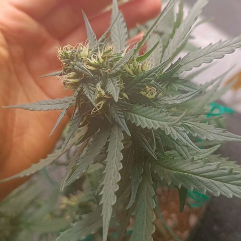 Cinderella 99 Auto  growlog timeline photo