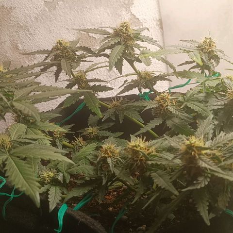 Canna Black Dragon Auto growlog timeline photo