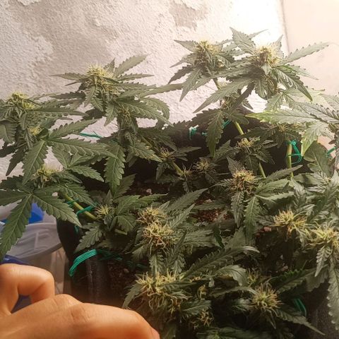 Canna Black Dragon Auto growlog timeline photo