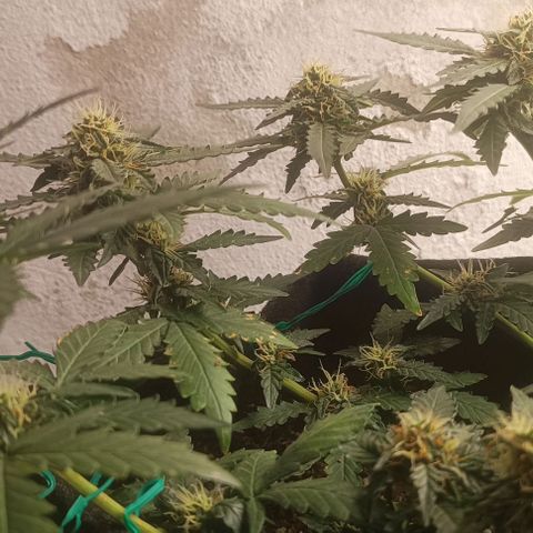 Canna Black Dragon Auto growlog timeline photo