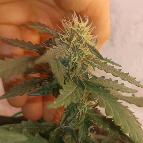 Canna Black Dragon Auto growlog timeline photo