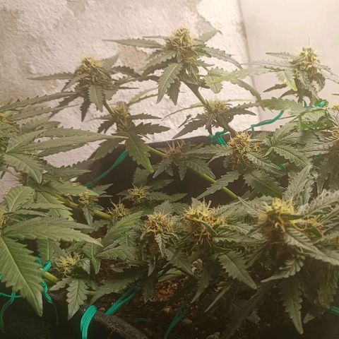 Canna Black Dragon Auto growlog timeline photo